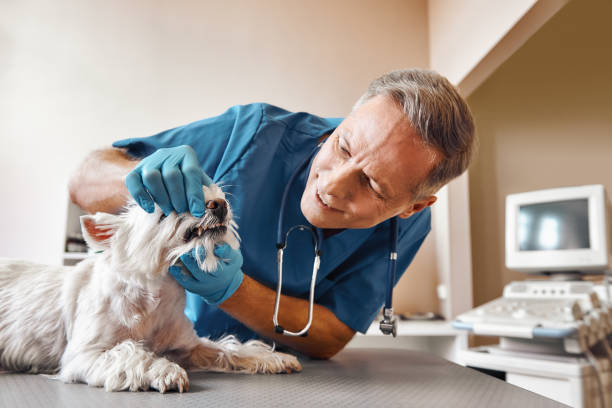 Best Same-Day Emergency Dental Services in Newington Forest, VA